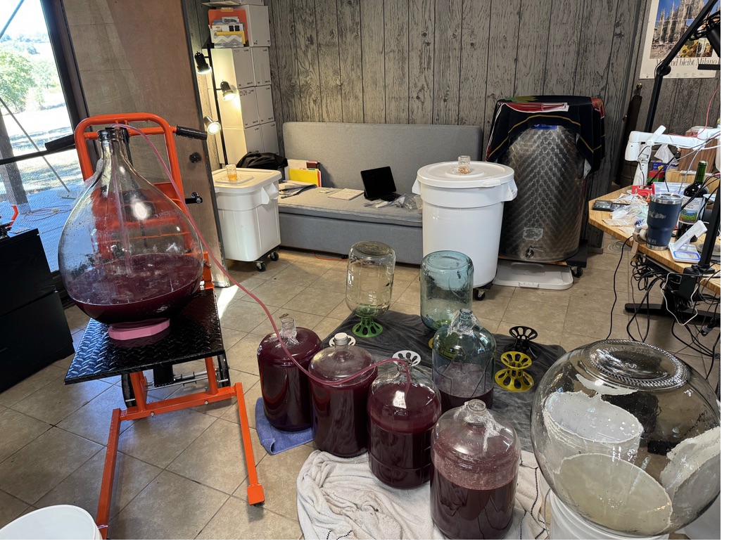 Cellar full of carboys during fermentation, 2023