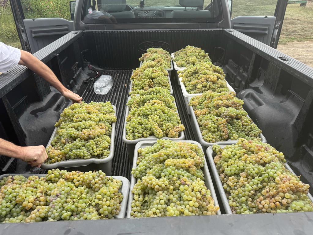 Flat-bed truck loaded with freshly harvested Sauvignon Blanc clusters