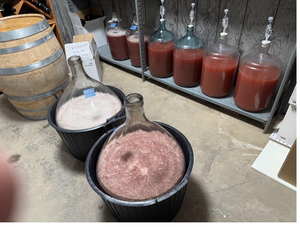 Cellar shelves with carboys of fermenting wine